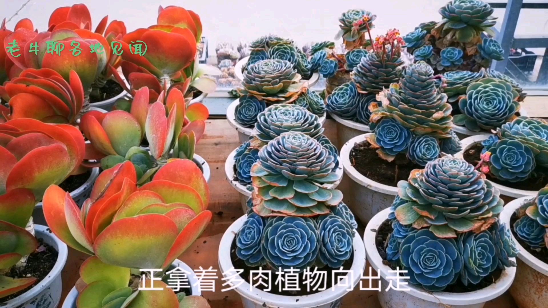 云南昆明花卉市场,多肉植物好漂亮,五元一盆真便宜