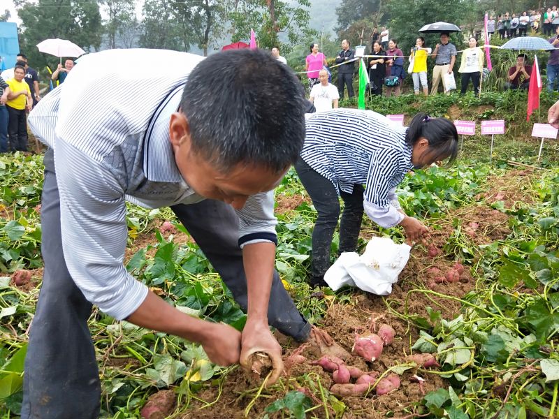 喜迎中国农民丰收节 彭水郁山镇农民比拼挖红薯