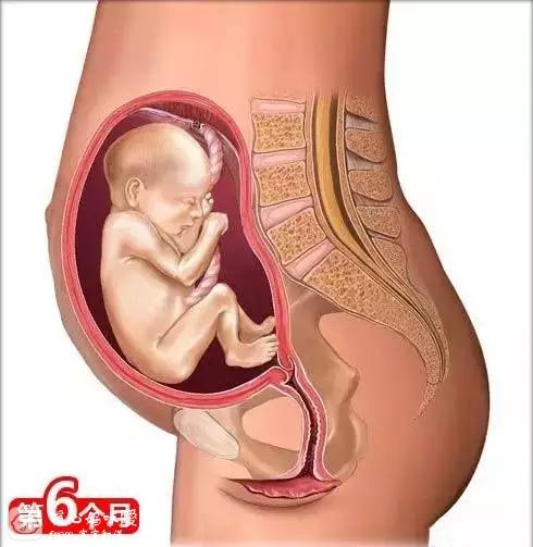宝宝在孕肚子里的成长过程,赞生命的伟大,母亲的伟大