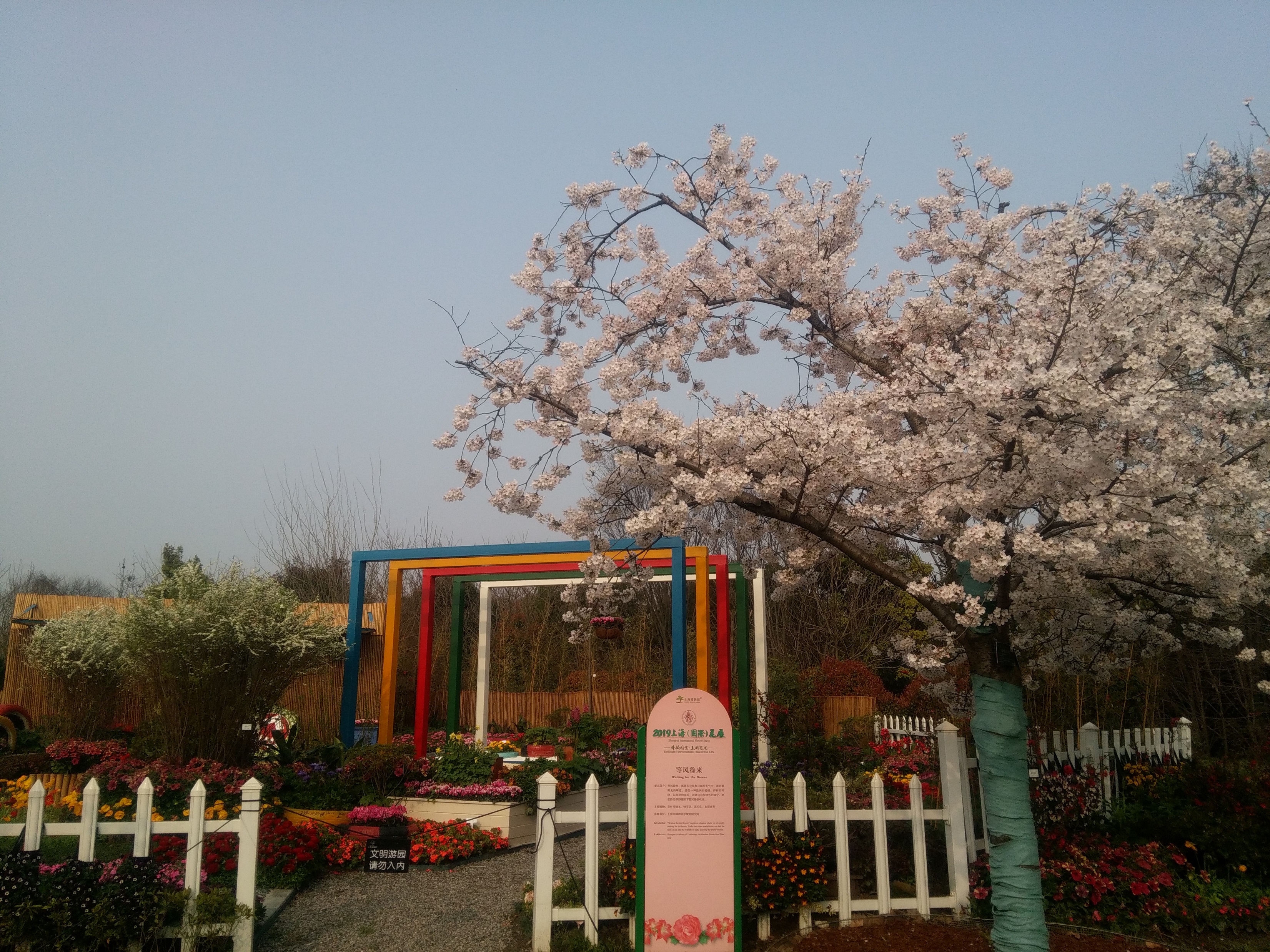 上海植物園正舉行花展,有景緻的田園風光配合櫻花開放.