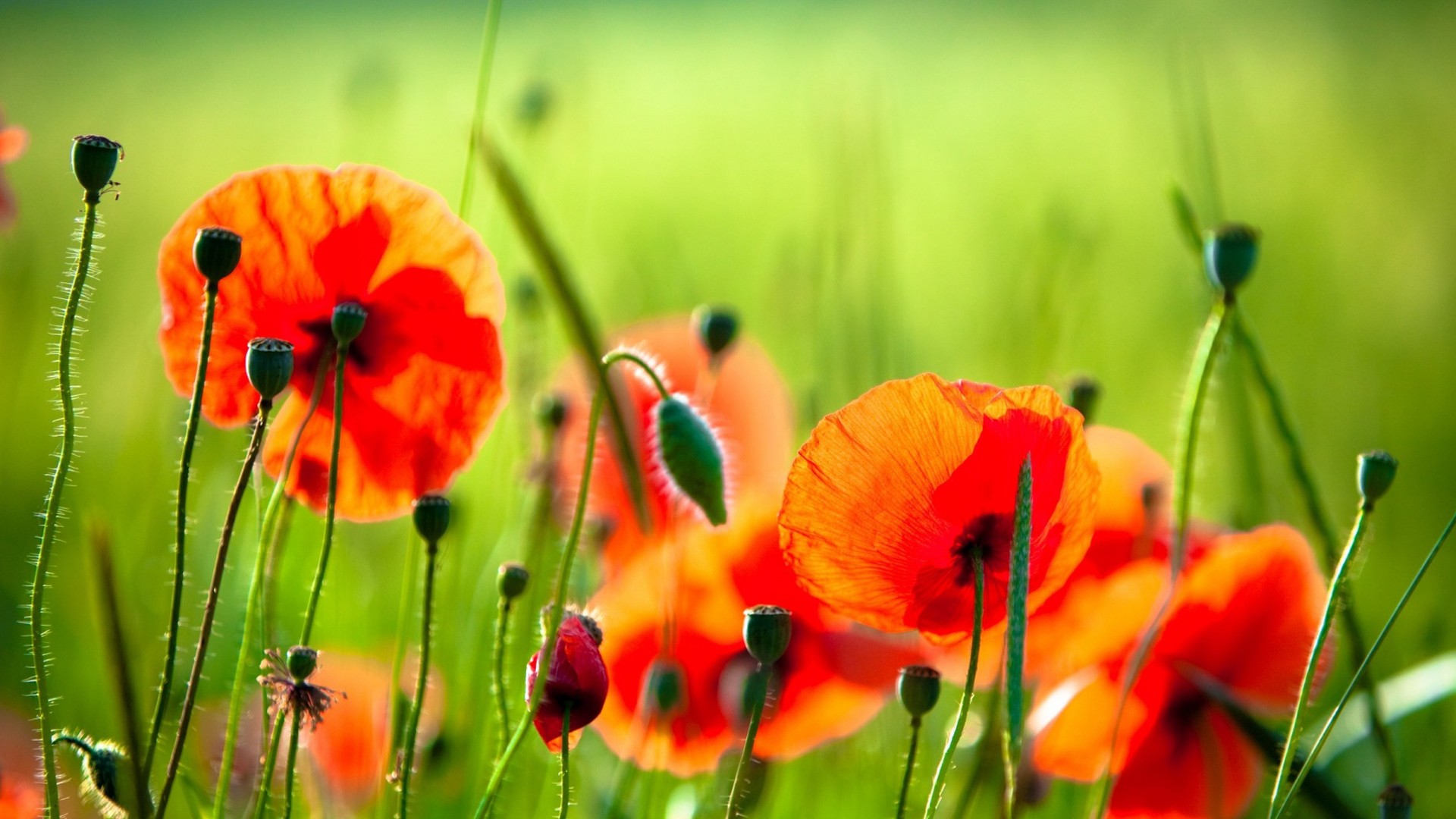 微距鲜花摄影超清电脑桌面,分辨率为1920x1080