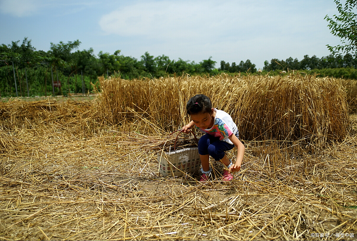 三,拾麦穗的传统不能丢