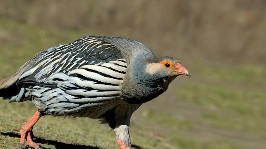 雪鸡肉质鲜美且富含低脂蛋白和微量元素,因此它们的食用价值极高;除此