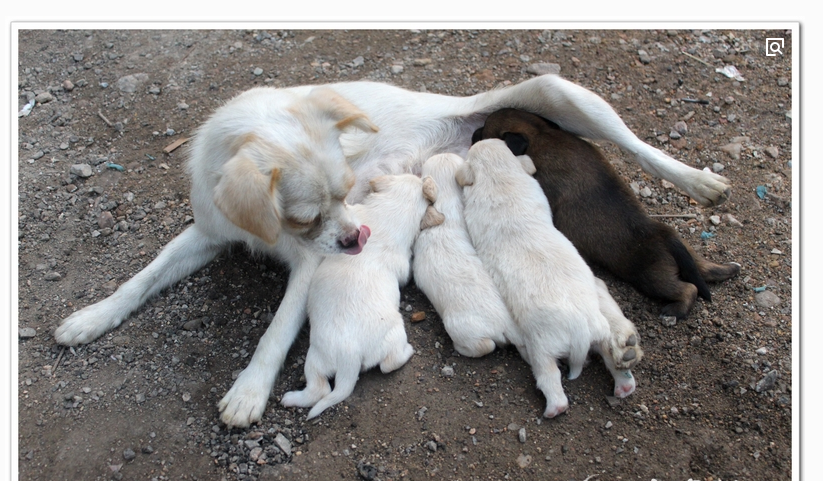 "绝望"的狗妈妈