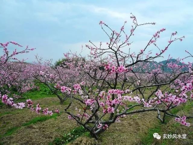 《四柱八字》看正缘,红艳,玉门,墙外桃花缘!