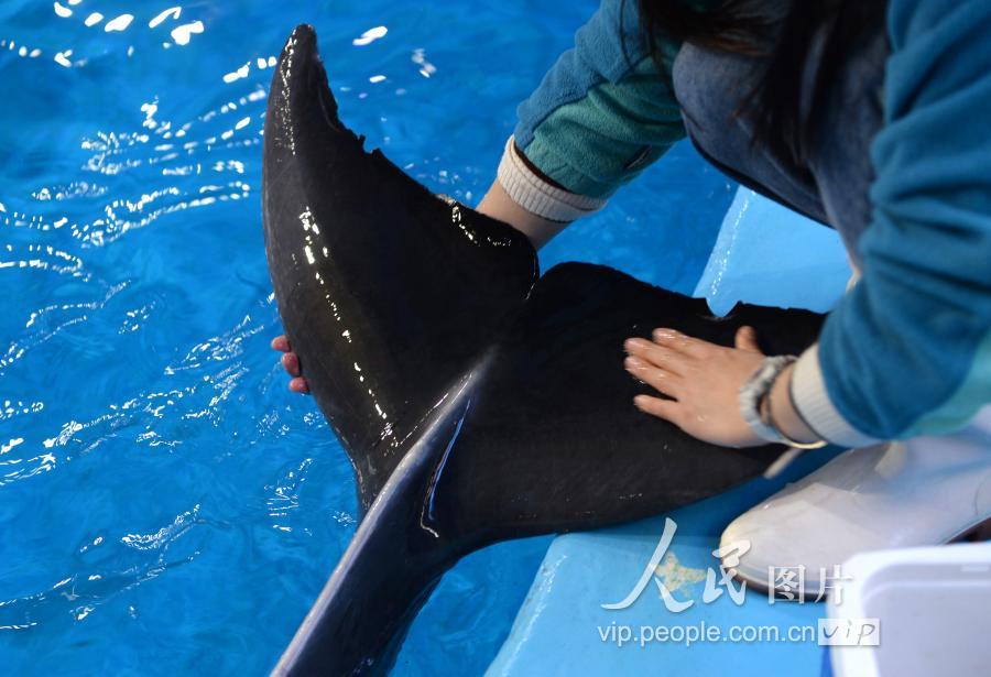 2019年3月4日,安徽省合肥市,在合肥海洋世界,驯兽师孙丽如正在为海豚