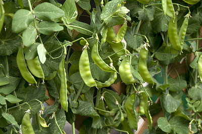 作物- 优质问答专区