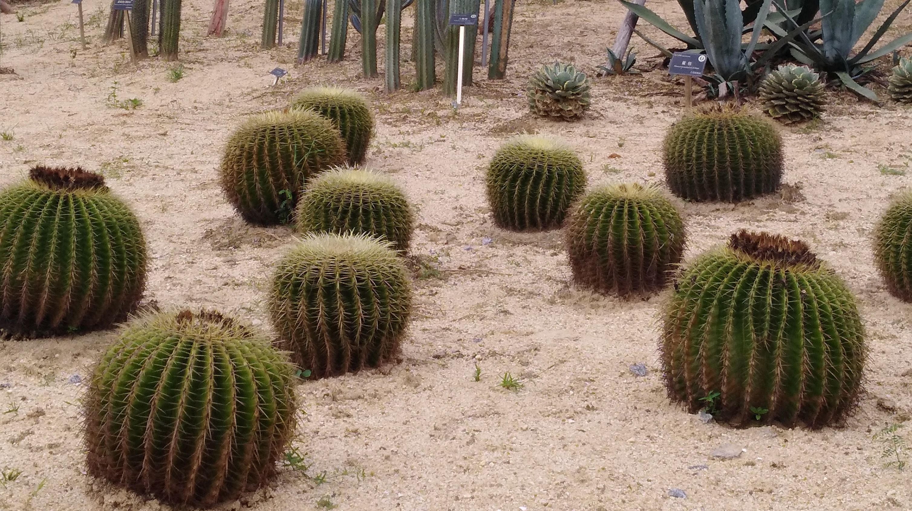 东莞植物园风景图片