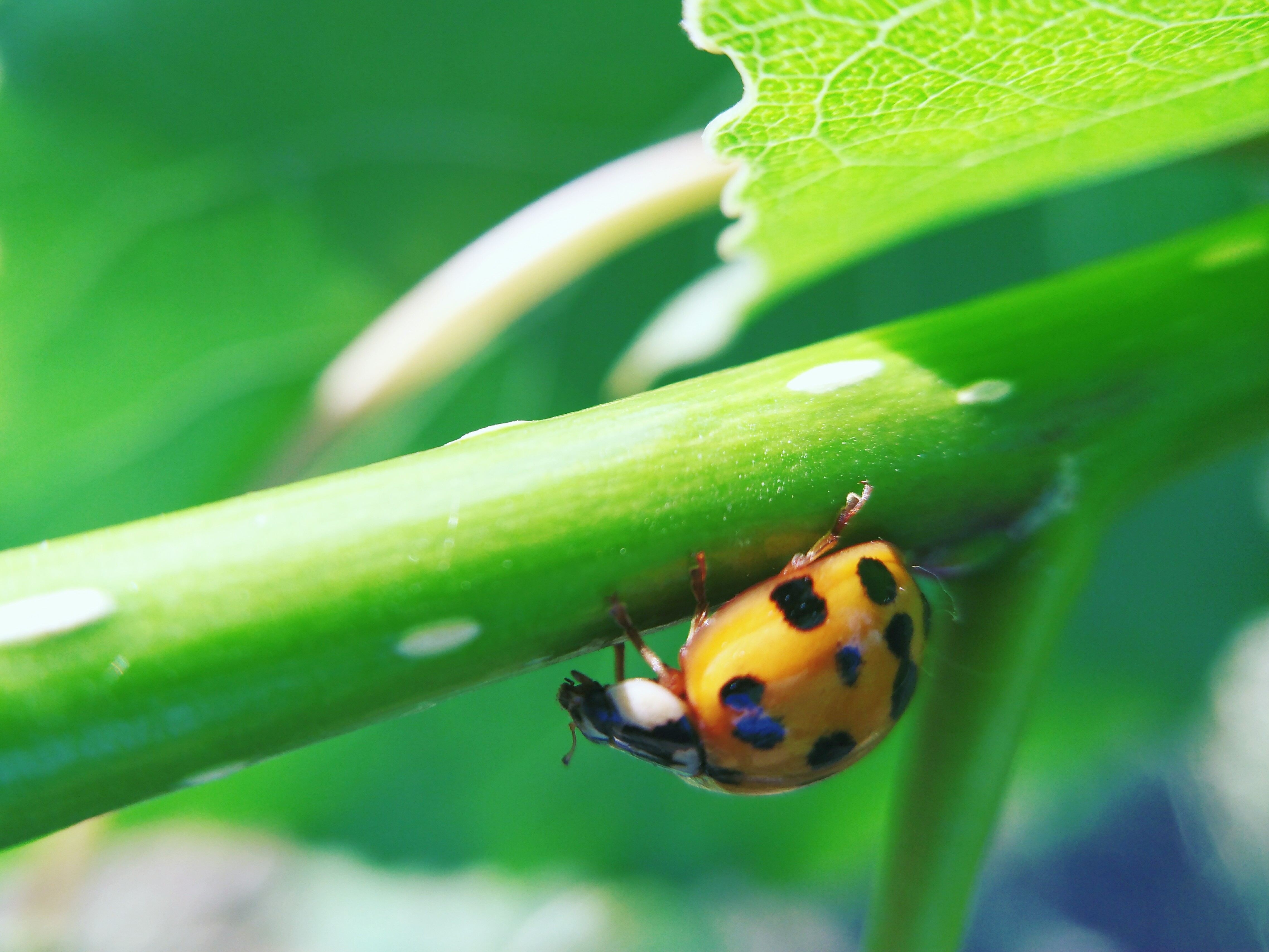 手机微距摄影作品《七星瓢虫》图集展览