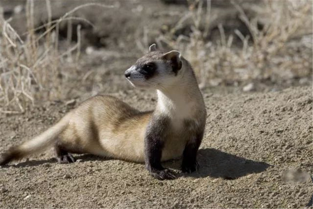 黑足雪貂灭亡10年又被发现,1年吃100只土拔鼠,直接霸占犬鼠的窝