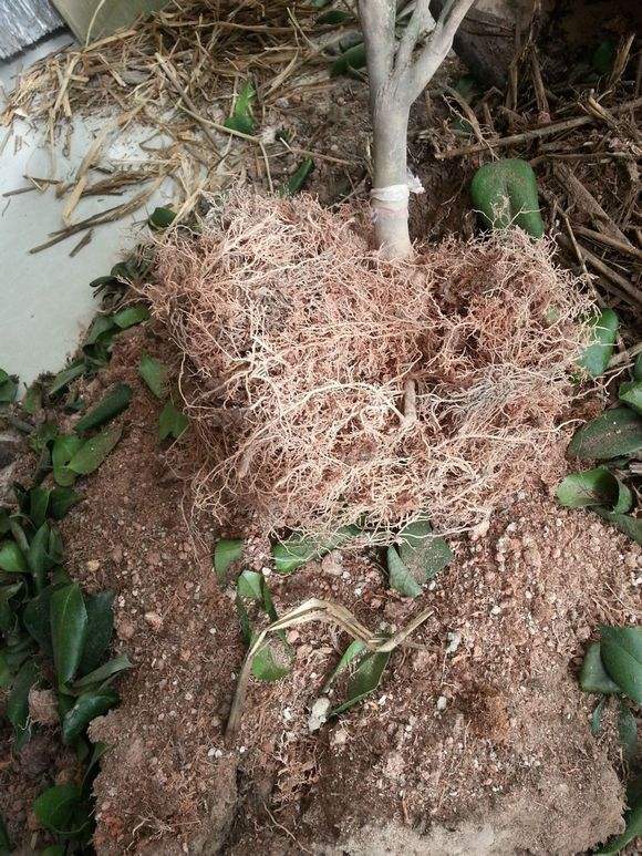 茶花掉光叶子不要扔,4步就能"起死回生",来年依旧花满枝头