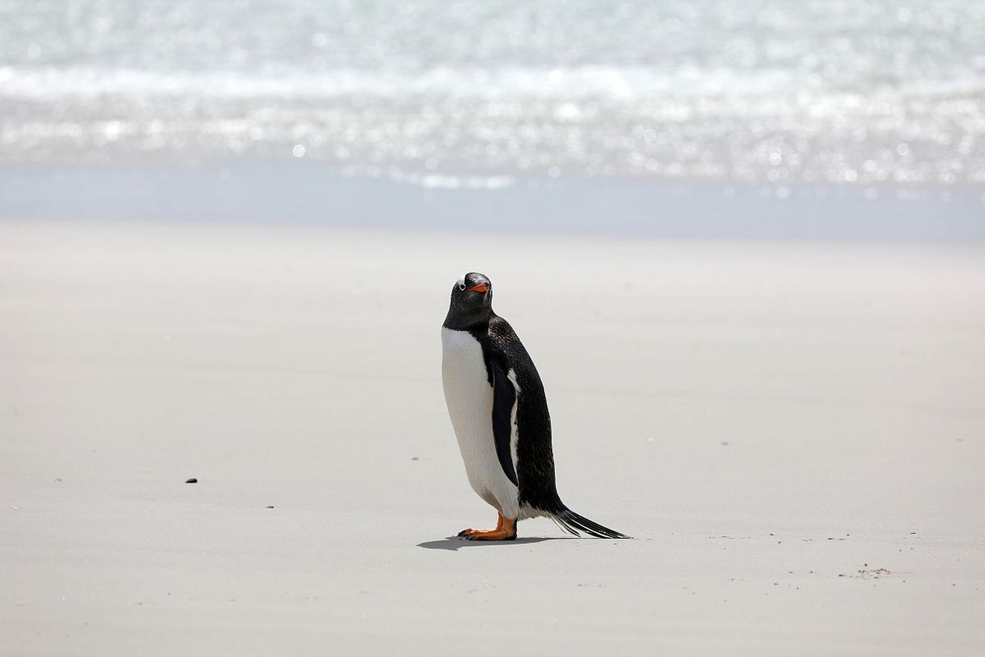 春游企鹅馆,帝企鹅和阿德利企鹅的优雅步态犹如春天的冰雕,它们在冰冷