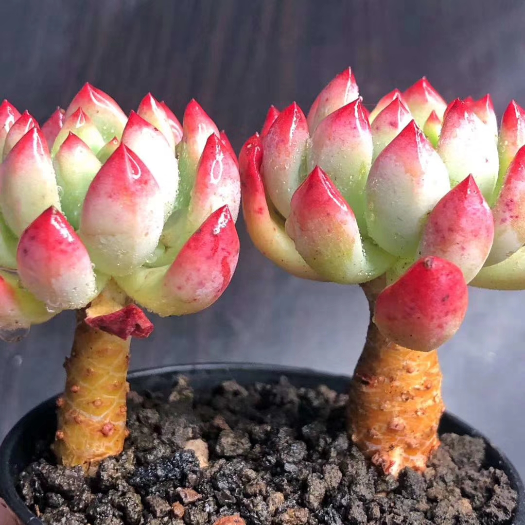 多肉爱吃"粉",给它来点,轻松长成"大胖子"