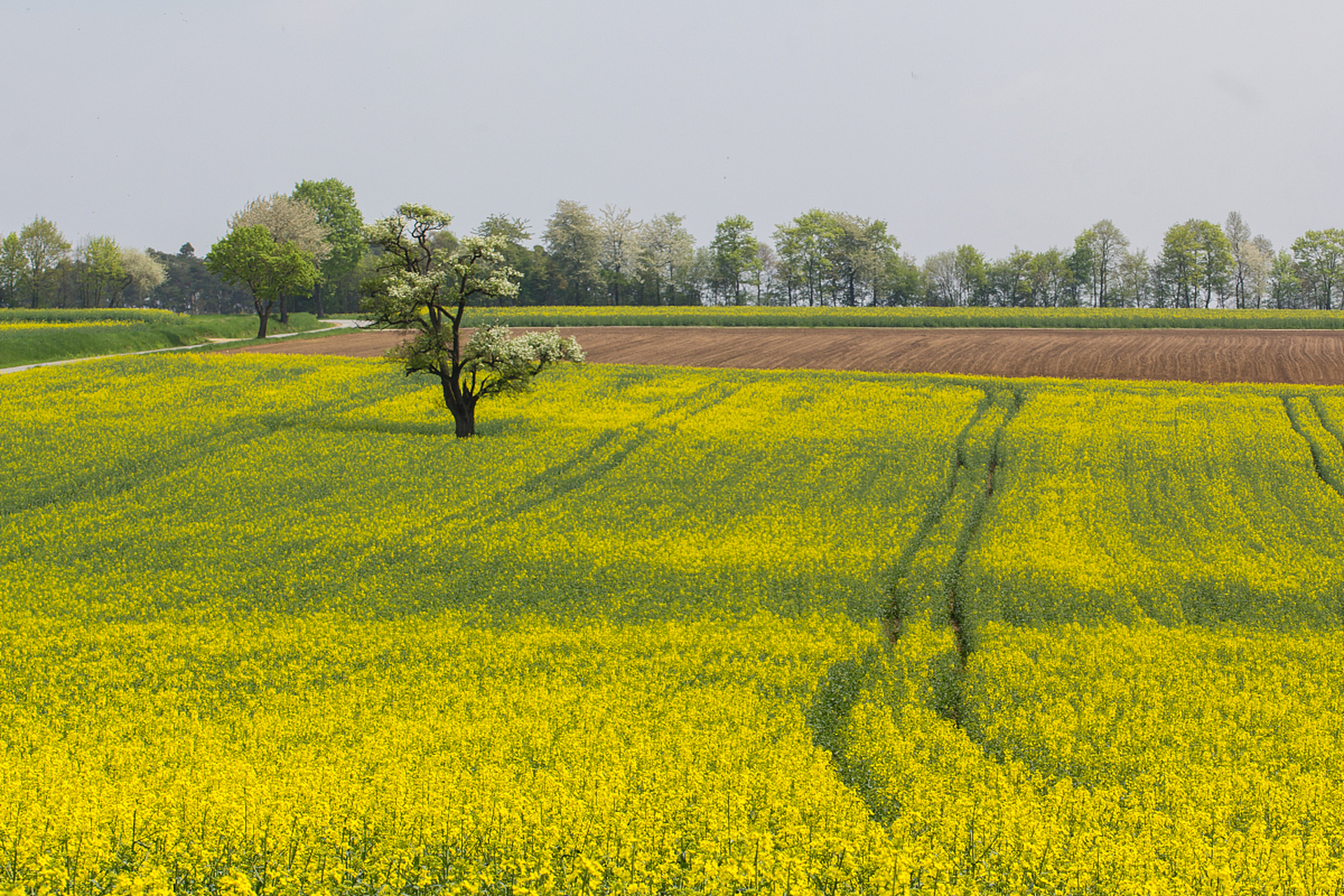 春天来了,重庆的潼南油菜花海就像是大自然的调色盘,一片金黄,一片
