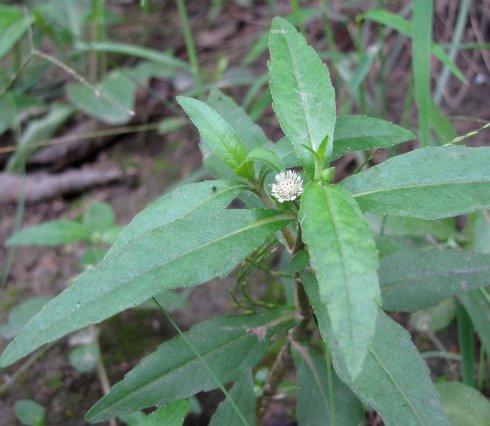旱莲草:乌须黑发补肝肾!你需要了解