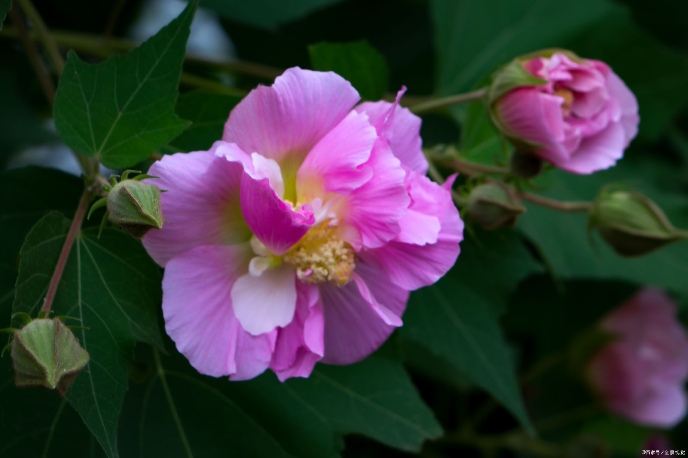 芙蓉花俗名图片