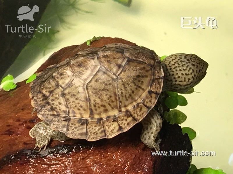 如何有效避免巨头麝香龟,巨头蛋龟患上白眼病「龟谷鳖老」