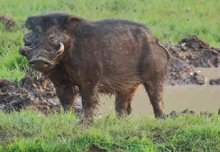 最大的野生猪是大林猪,主要分布在西非和中部非洲地区,是"偶蹄目猪科"