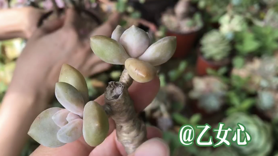 多肉花园:养了多年的多肉,摔断了又重生,如今送人了,真舍不得