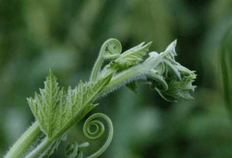 人们称之为"盘肠草"的野菜,具有药用价值!夏季是它的成熟期