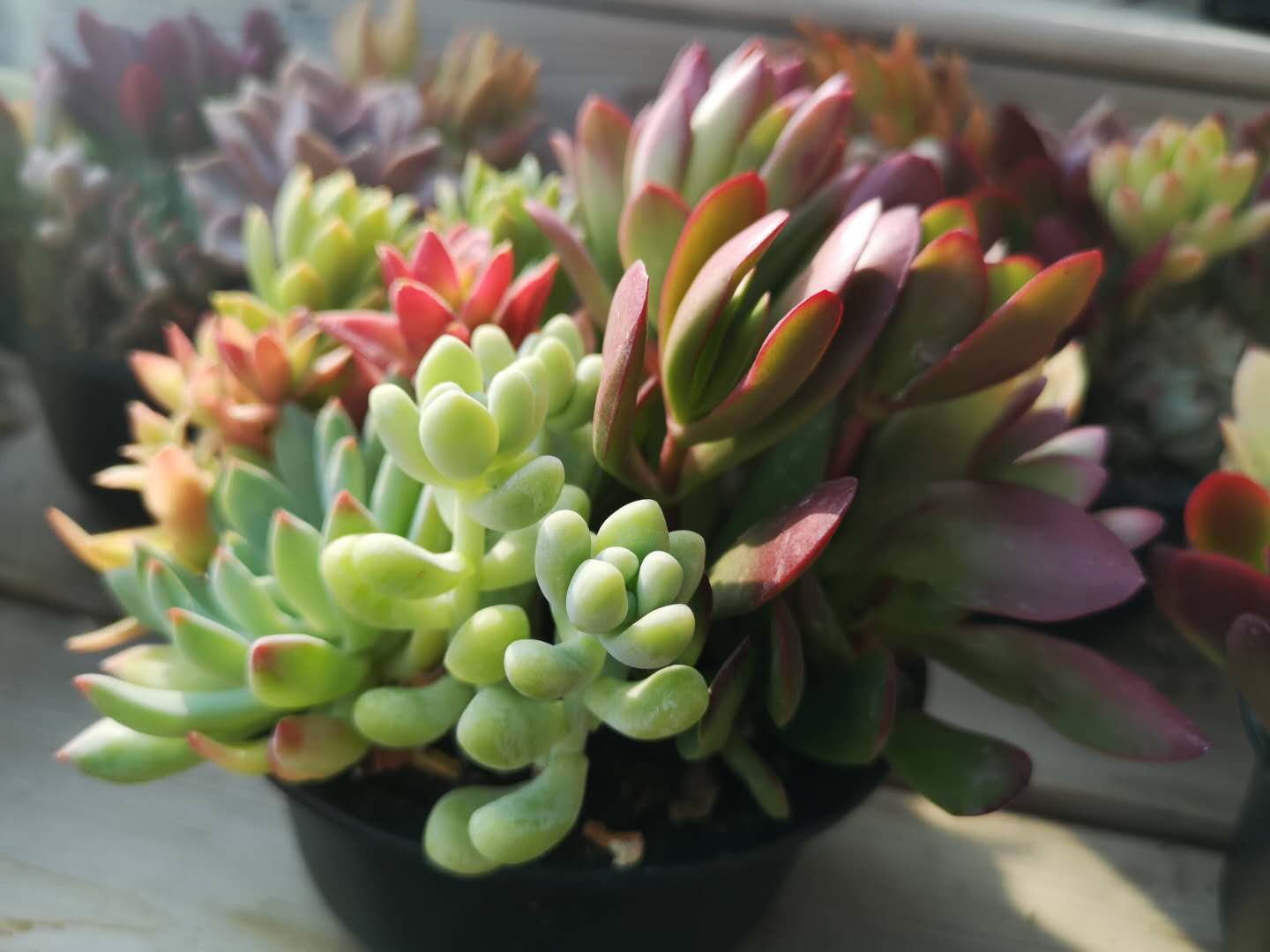 治愈系图片,一组原创多肉美图!