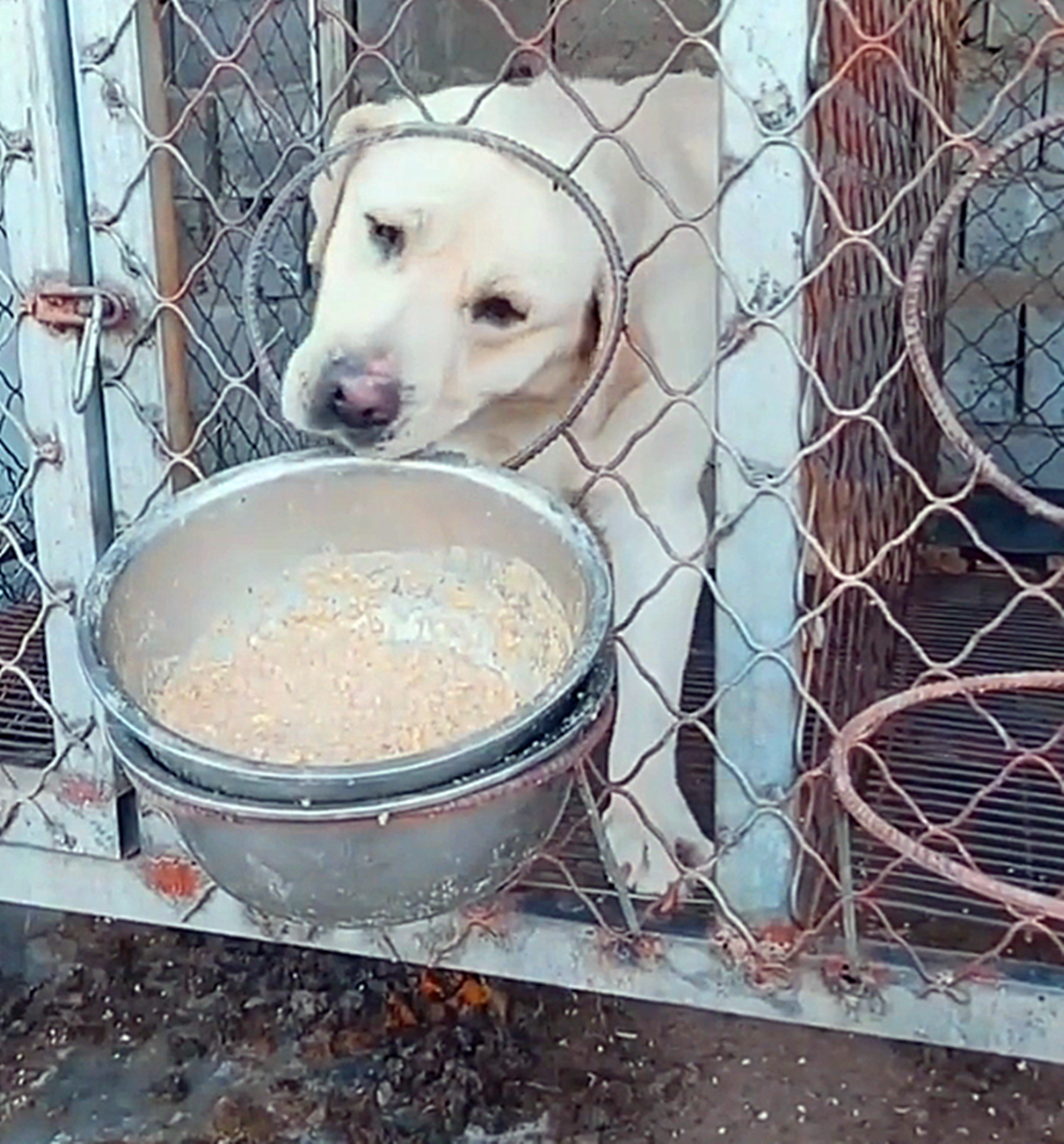 拉布拉多食量大,吃完自己的一盆还抢同伴的,网友:真饭桶