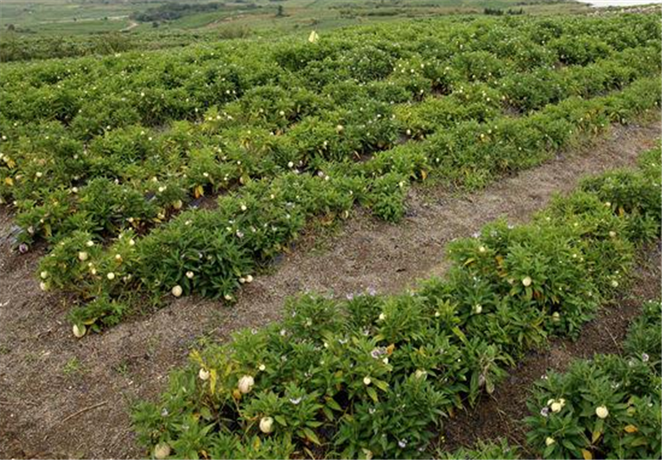 鲜甜可口的人参果,该如何种植?该做好哪些种植管理工作?