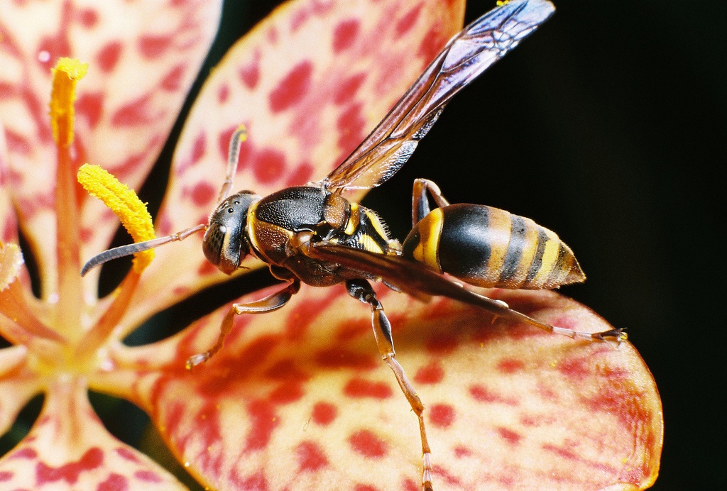 对黄星长脚黄蜂你了解多少?黄星长脚黄蜂知识大全