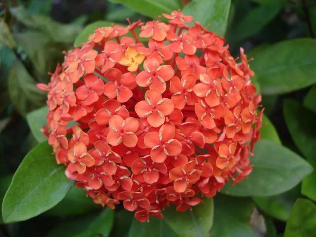 绣球花叶子发蔫,不精神怎么办?绣球花养护,要记住切记暴晒