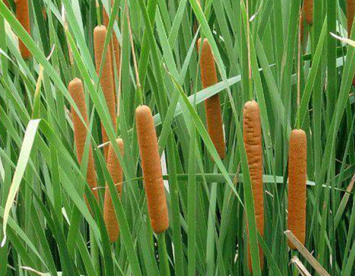 水边成片生长的"毛草",毛絮到处飘,惹人嫌,城里竟高价买?