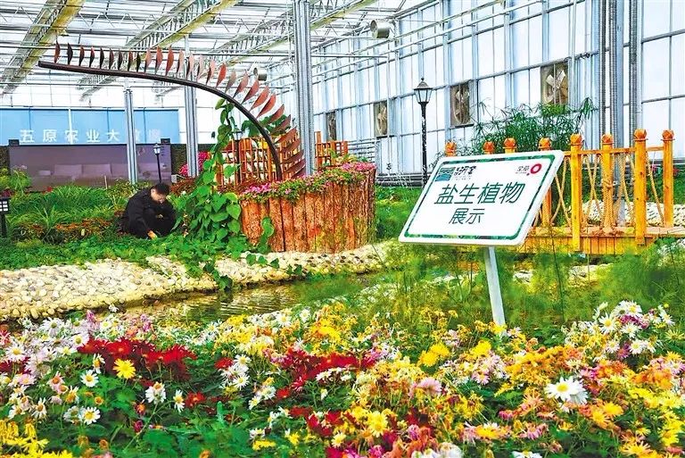 巴彦淖尔:黄河边上的"农艺园"