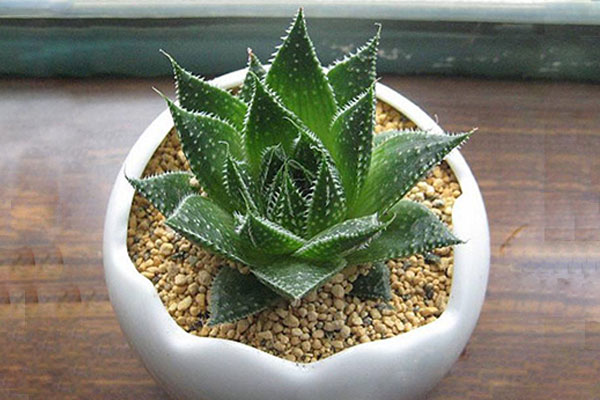 芦荟- 优质问答专区