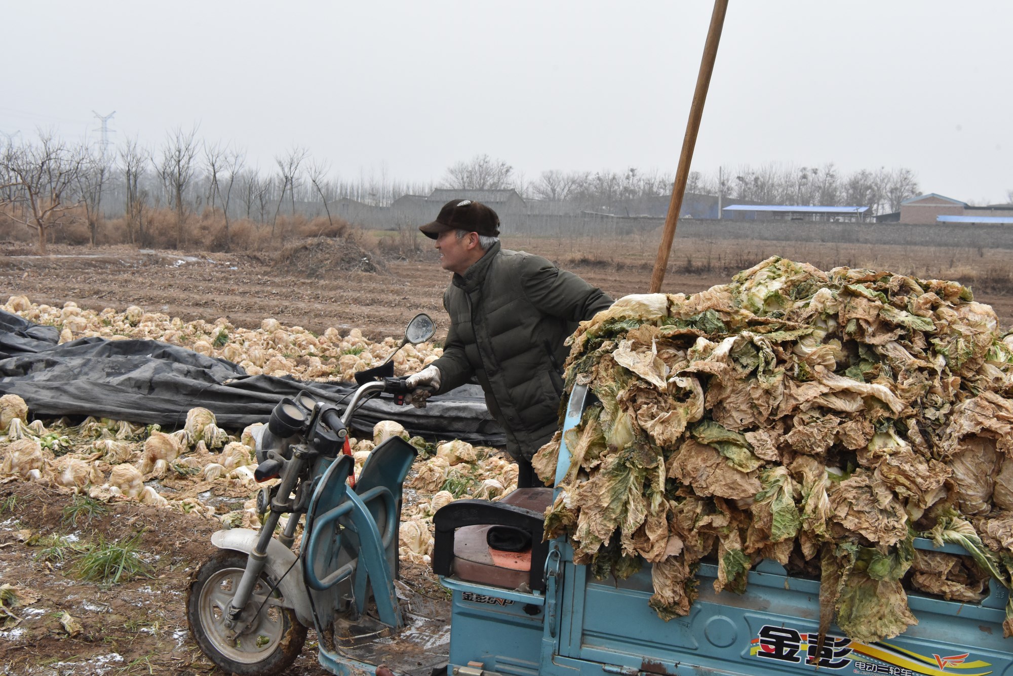 白菜滞销,大雪过后全烂地里,大爷的话令人心酸