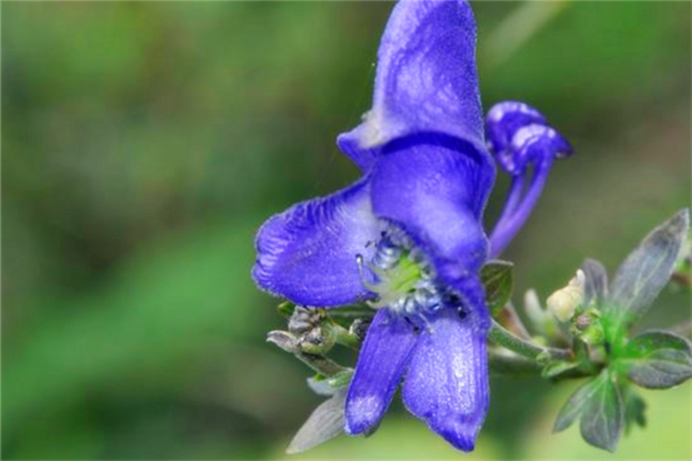 瓜叶乌头的养殖方法及注意事项