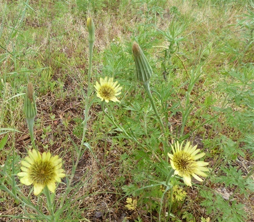 黄花婆罗门参知识免费科普,看一看你了解多少?