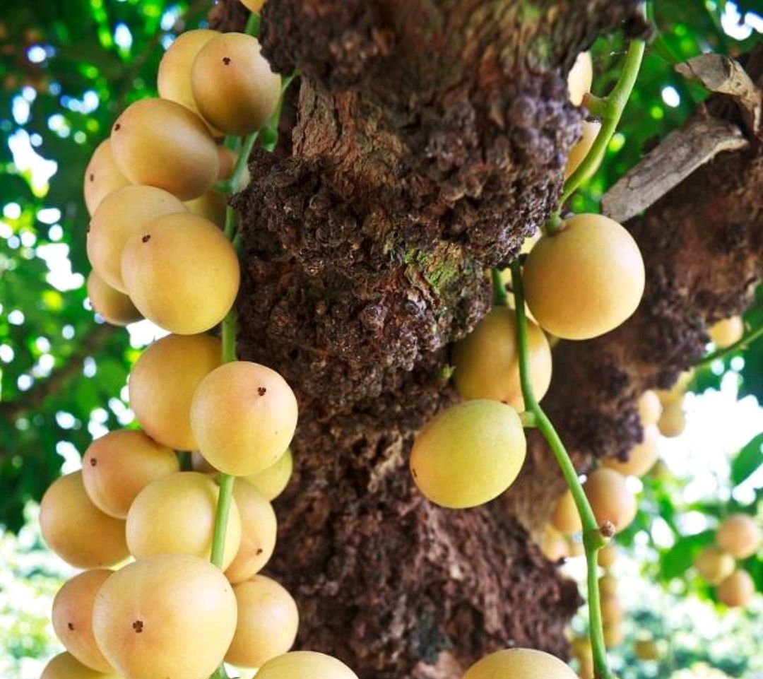 南方地区的美味水果,很多人都没见过,吃过两种是牛人