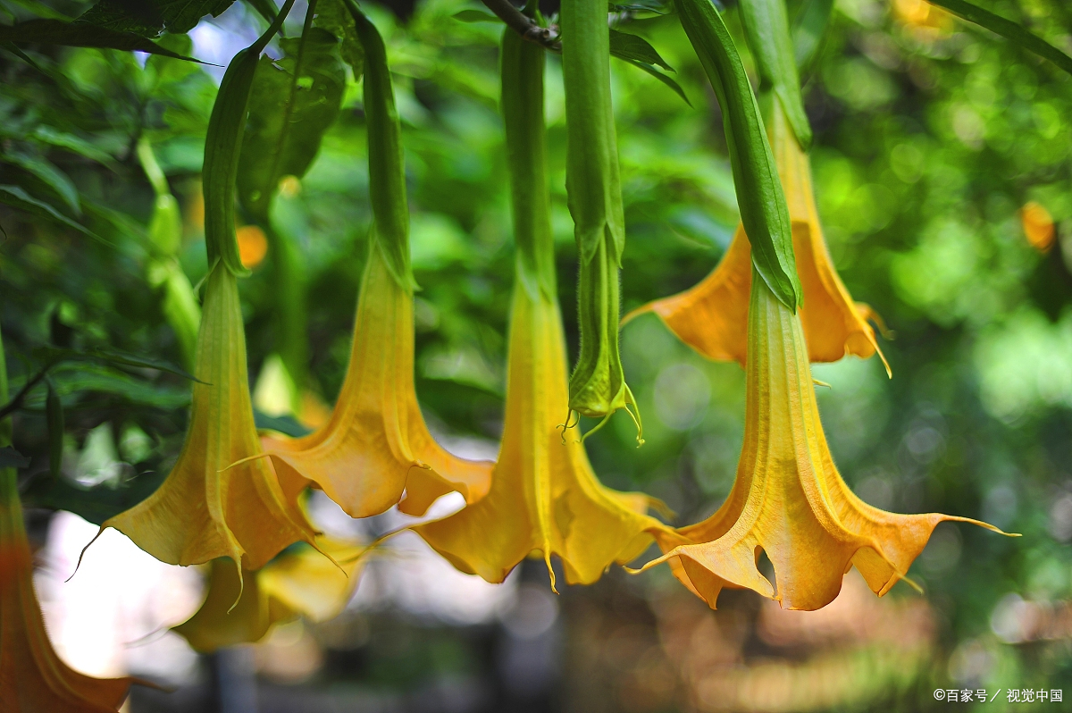 曼陀罗花你见过吗?