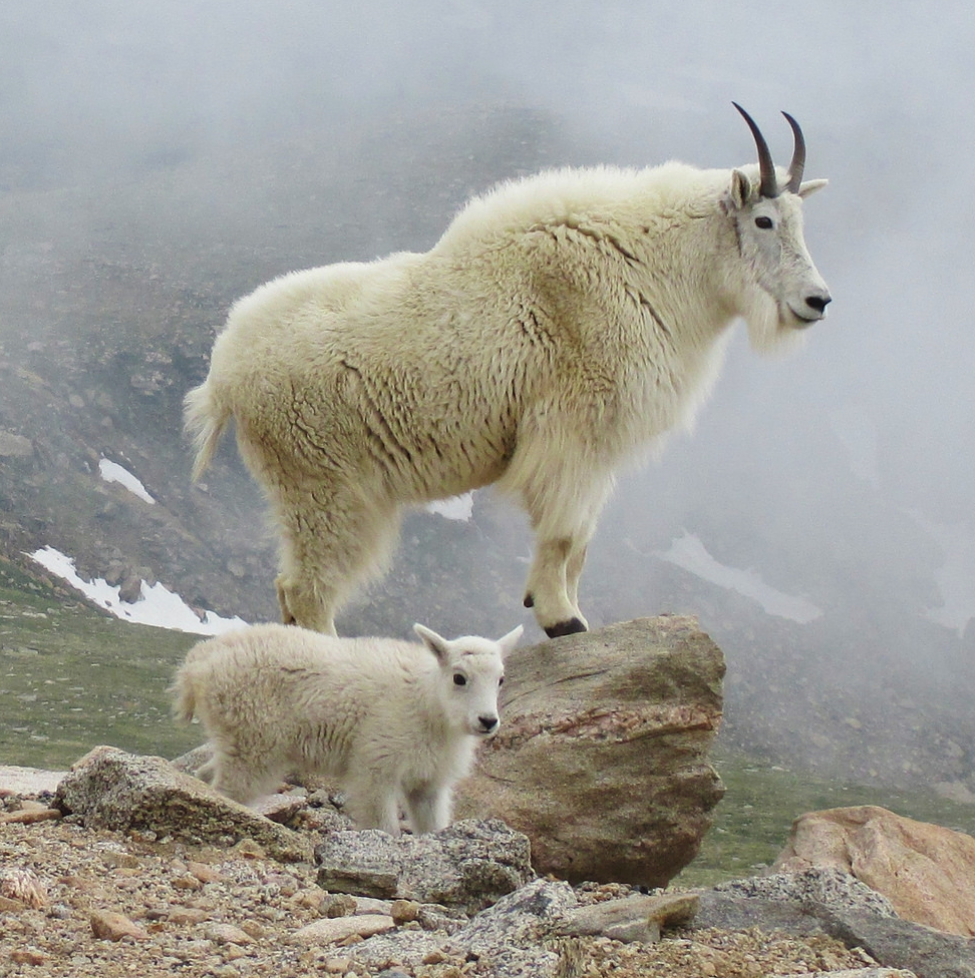 "高山雪羊" 雪羊,是一种生活在北美洛基山的动物.