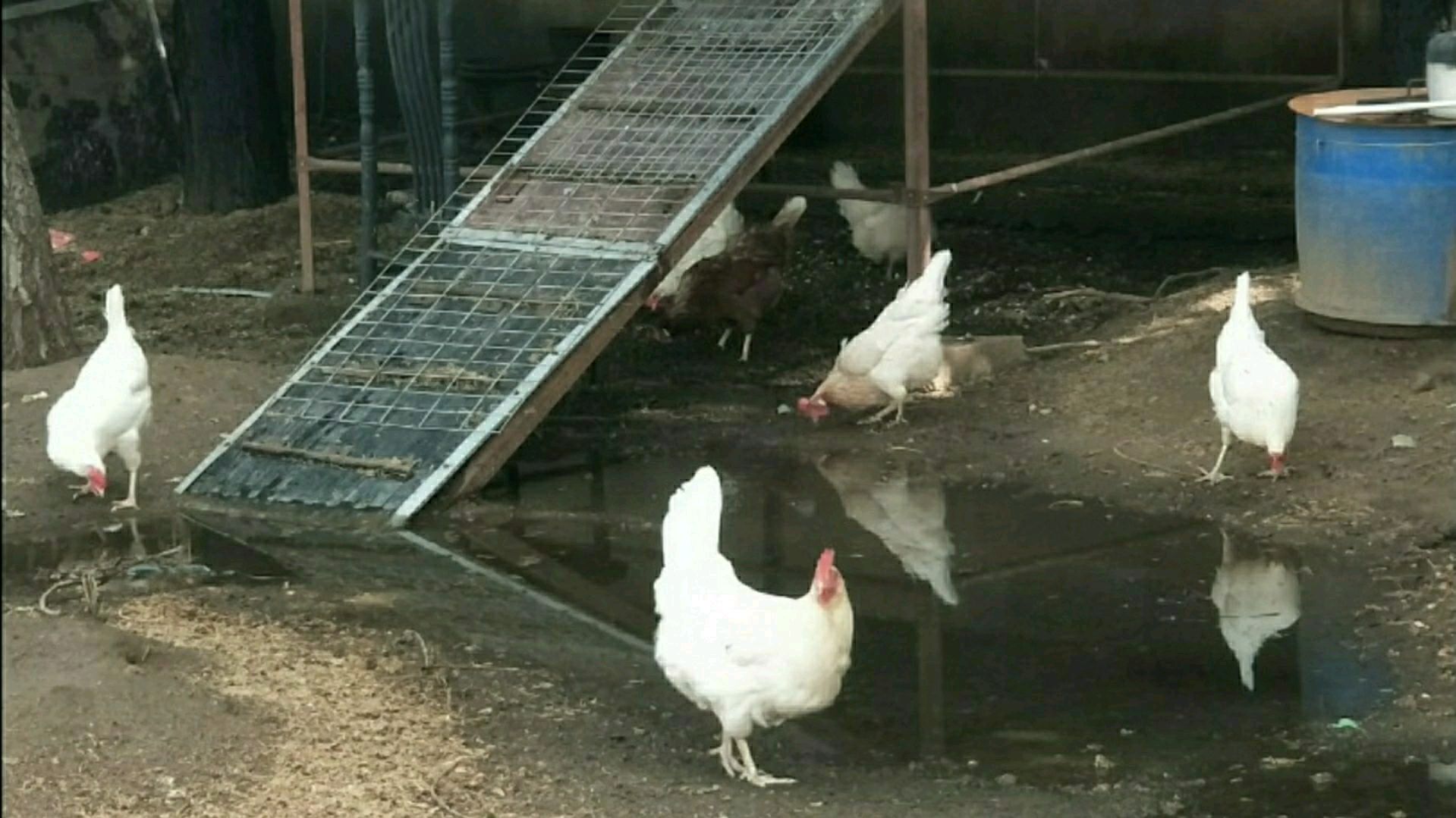 春季,注意副黏病毒,引发鸡新城疫病