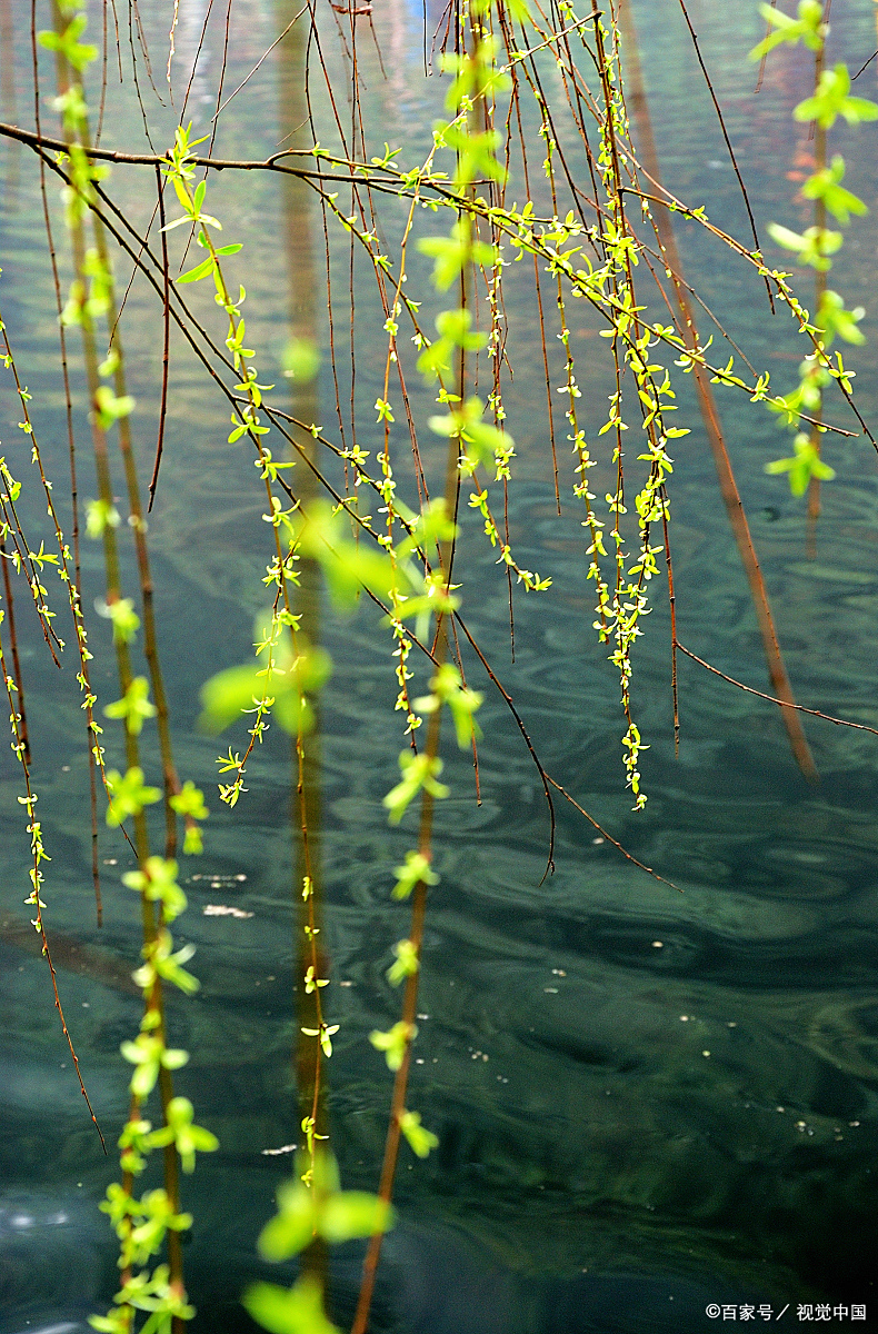春的气息是柳的鹅黄是醉了的春烟是吹面不寒的杨柳风