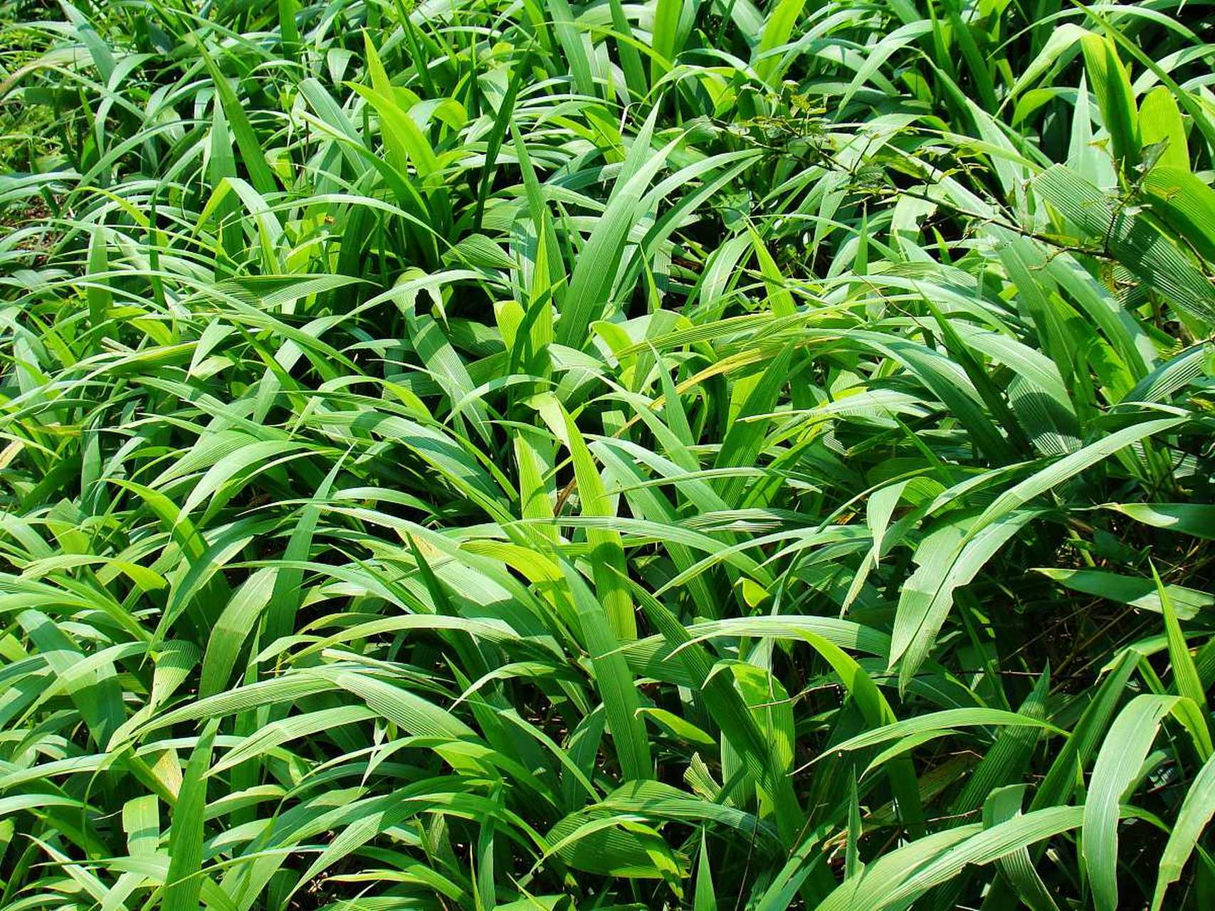 下面,我们将从颜色,形态,经典故事和小诗词四个方面,深入了解大叶仙茅