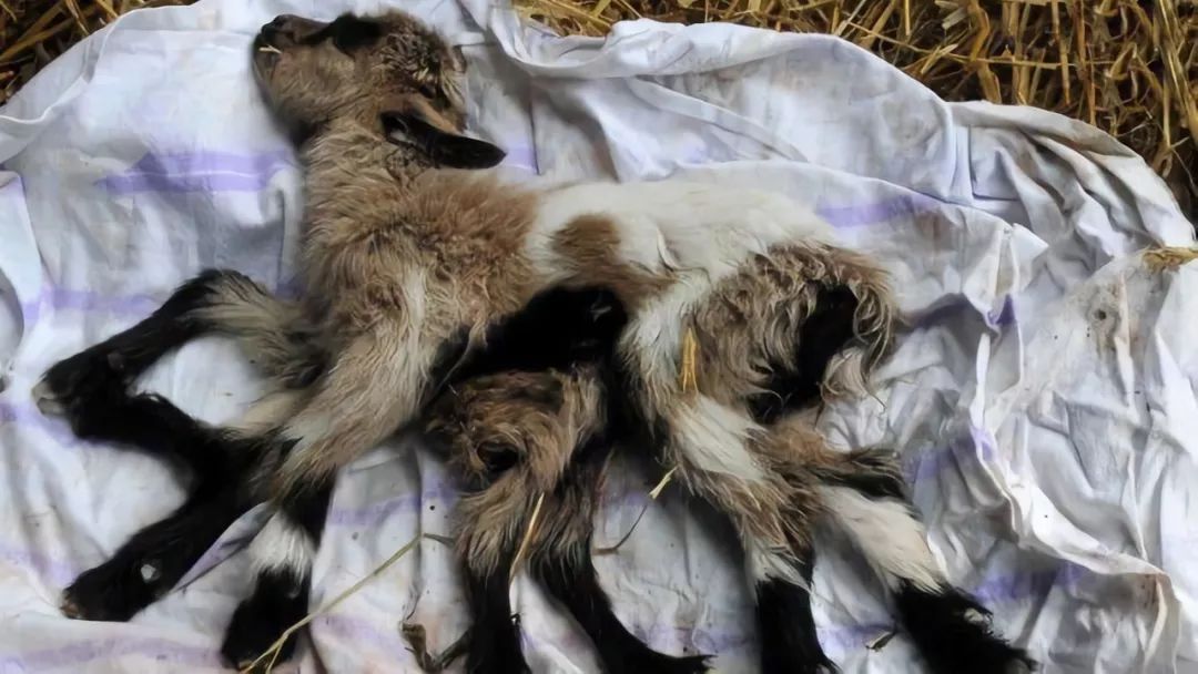 克罗地亚农场出生畸形山羊,长有八条腿,还是雌雄同体!