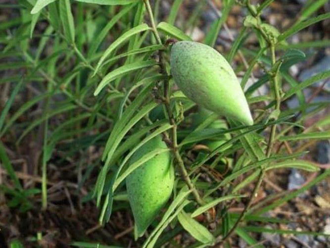 农村这种杂草的果实能丰胸,通乳,城里想吃都买不到,看见别错过