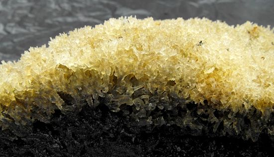 竹燕窝口感润滑,营养价值堪比燕窝,故称植物燕窝