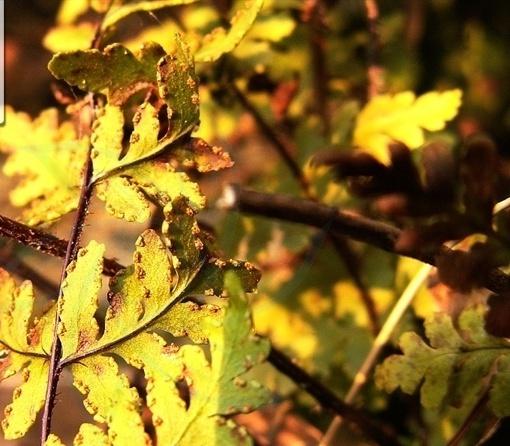 植物知识科普,小编带你了解刺毛介蕨