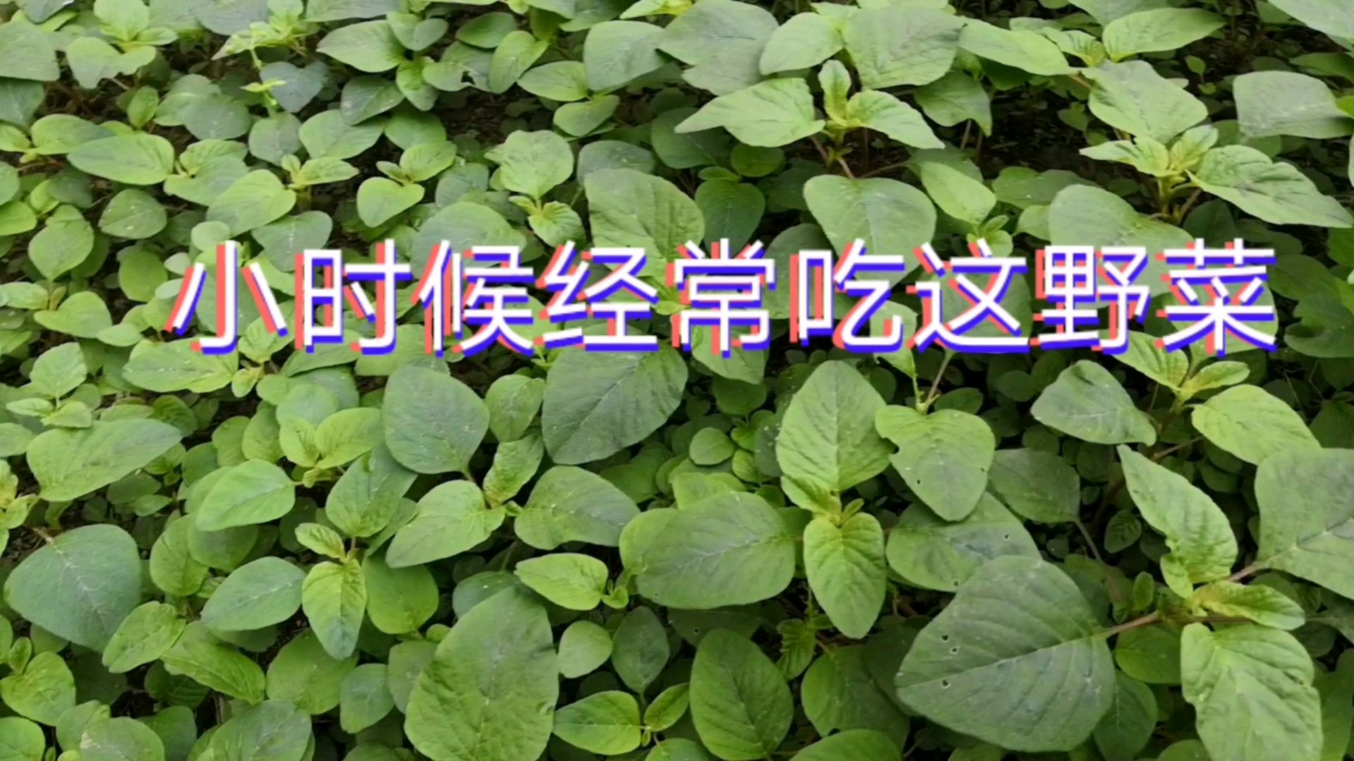 我们叫“狗虱菜”,小时经常吃的野菜,你们那里叫什么