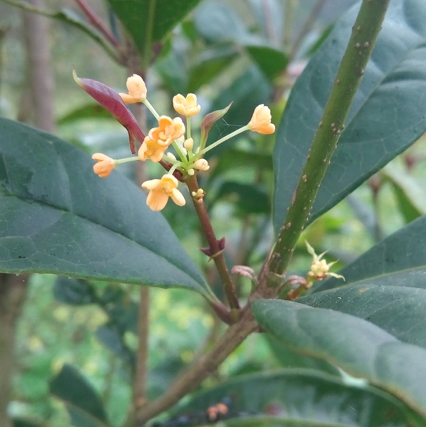 红花四季桂,花小朵,花红黄色,嫩叶鲜红