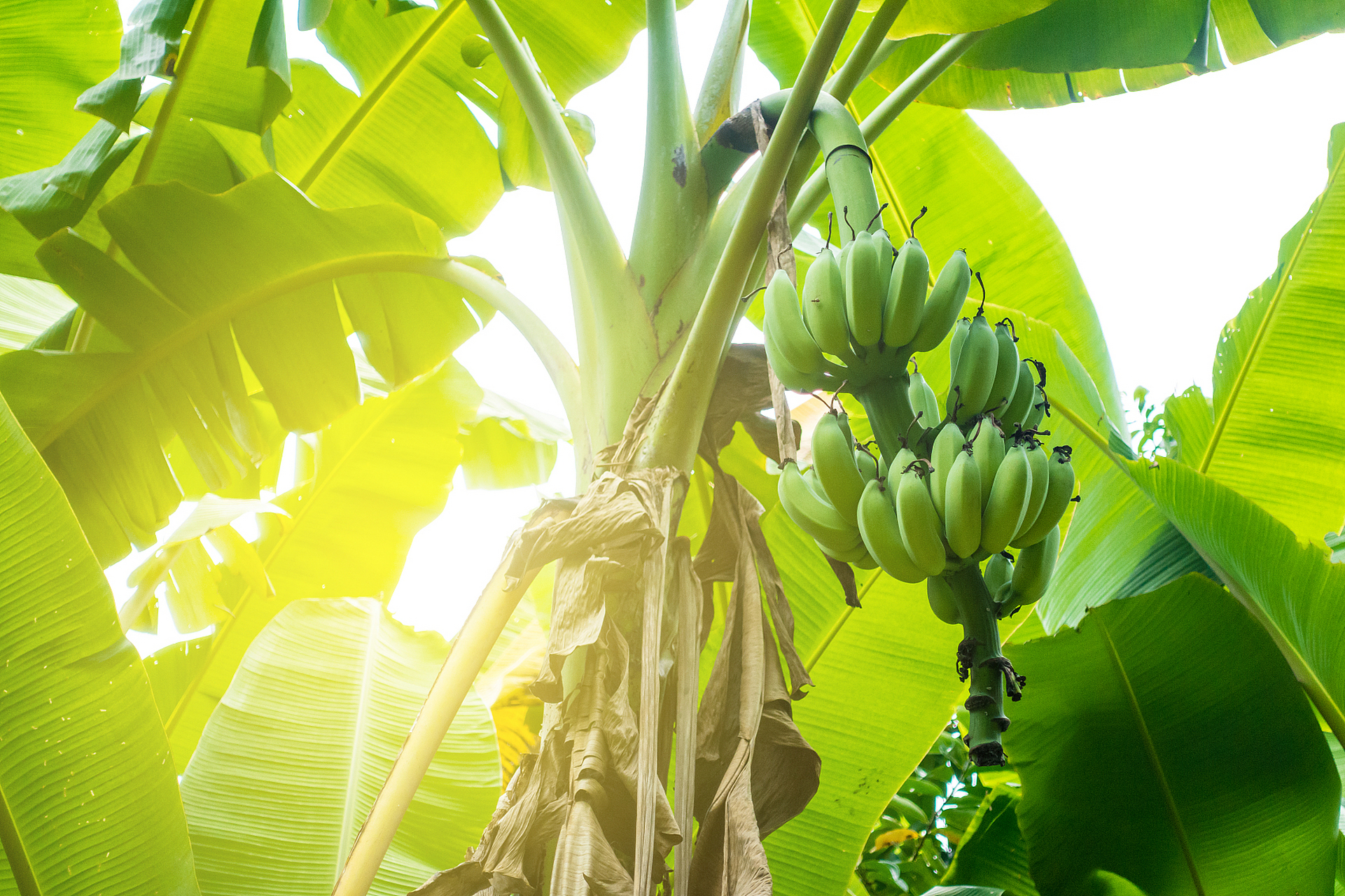 每天一篇英语小短文:   a banana tree   there is a banana tree in