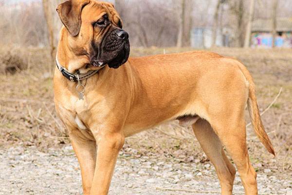 大白熊犬 别名: 比利牛斯山犬;庇里牛斯山犬 体型: 大型 毛长: 长毛
