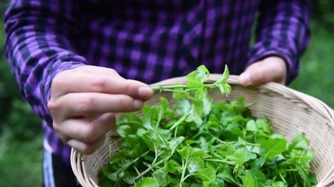 [图]这植物叫“簕菜”，全身是刺，以前被当作杂草，现在越来越受欢迎